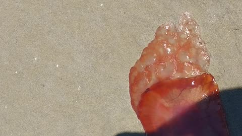 Huge stranded jellyfish