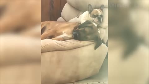 🤣 Funniest 🐶 Dogs and 😻 Cats - Awesome Funny Pet Animals Videos 😇