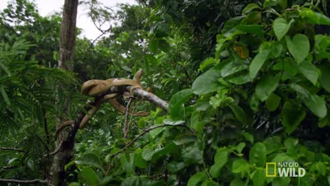 Welcome to Snake Island | Brazil