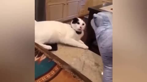 Cat funny video 2
