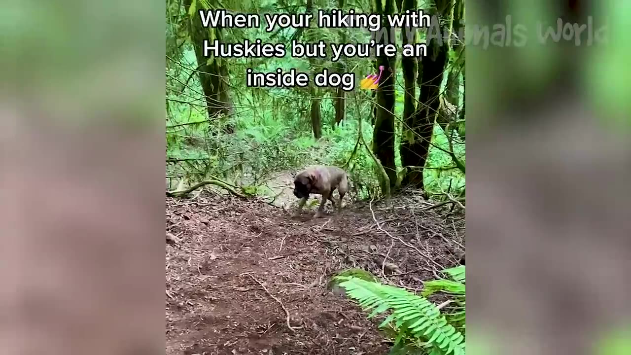 Funny Animal Videos 2023 🥰 - Funniest Dogs and Cats Videos 😅 #1