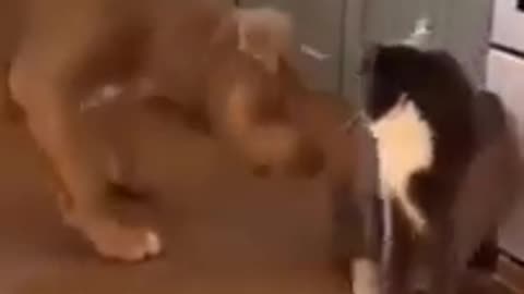 A fight between a cat and a dog