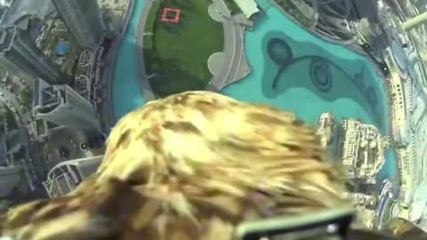 What flight looks like from an eagles' perspective