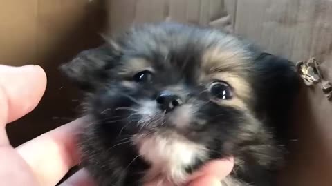 Cute animals love's, funny animal compilation