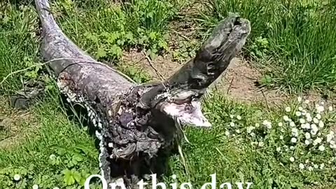 Log monster''s stick