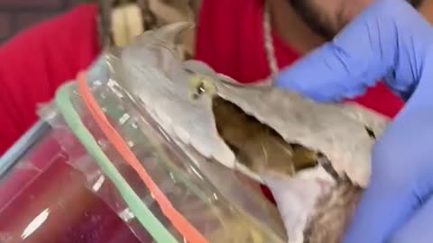 Gaboon Viper VENOM Everywhere!