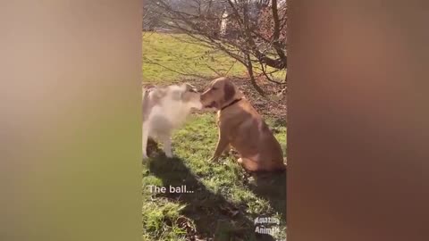 Chicken Wants To Bite Dog🐔🐶 - Funniest Animals Videos | Amazing Animals