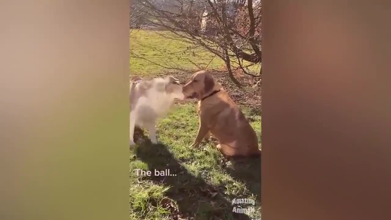 Chicken Wants To Bite Dog🐔🐶 - Funniest Animals Videos | Amazing Animals