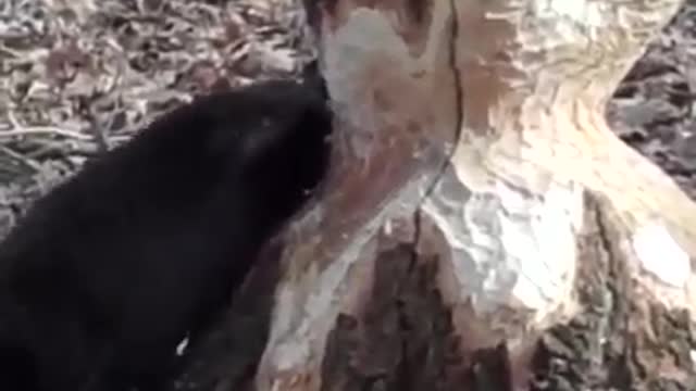 Big tree is being cuted by beaver animal
