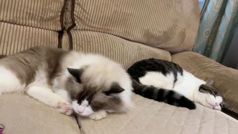Two good friends together