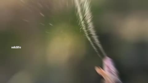 Look how snak attack
