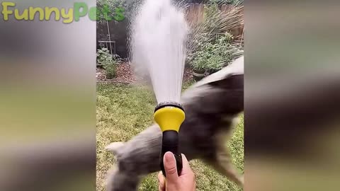 best funniest animal videos