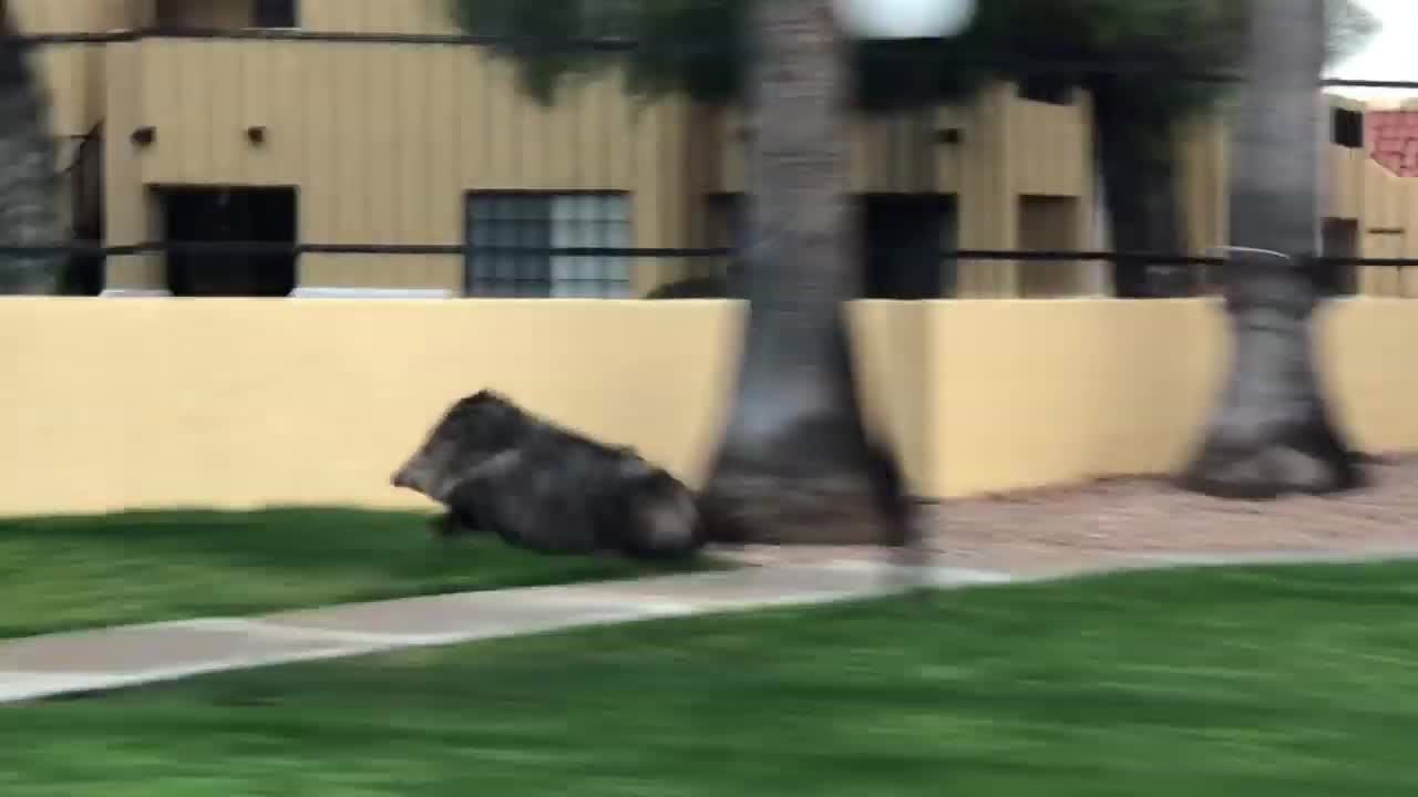 Rare Video Of Musk Hog Running Streets