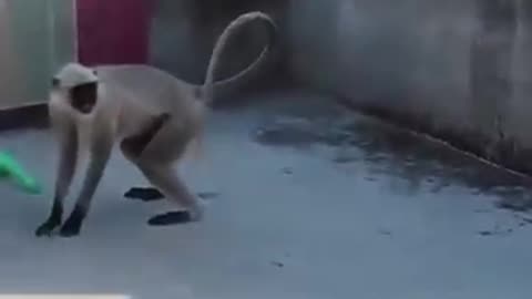 Comedy of mankey__