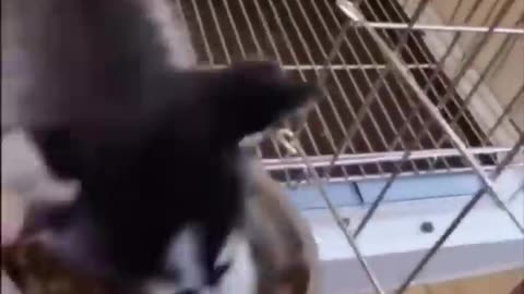 Funniest Animals 🐧 - Best Of The 2030 Funny Animal Videos 😁 - Cutest Animals Ever