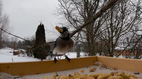 Brightly colored blue jay is extremely picky about his peanuts