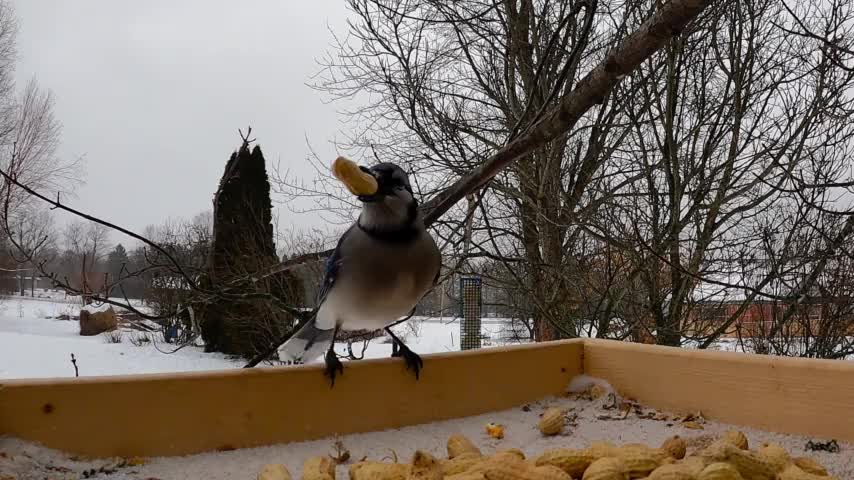 Brightly colored blue jay is extremely picky about his peanuts