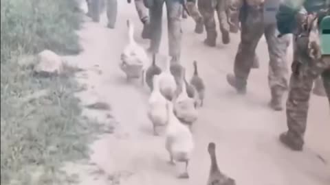 What company are you from? Even the ducks follow the Russians