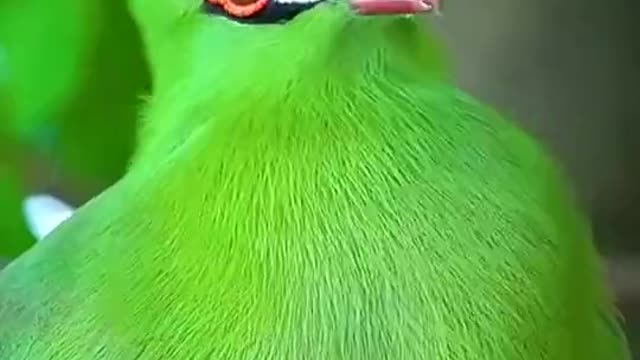 What kind of bird is this? It's so beautiful