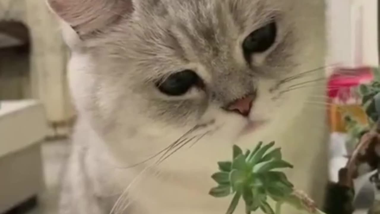 Amazing Funny Cats Trending Clips😍