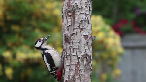 did you see Woodpecker digging in a tree before you won't believe!!!