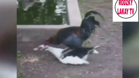 Chicken🐔 Funny Video | Funny Animal Video 🐱😂 2024