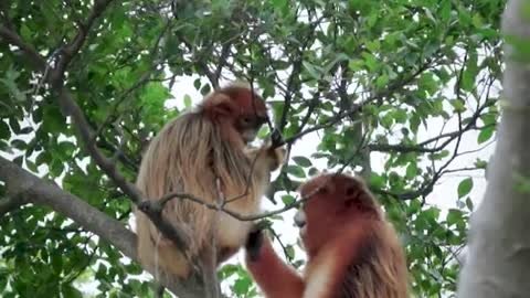 The Safari Park # snub-nosed Monkey