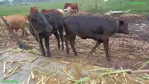 "Hilarious Cow Antics - Funny Cow Video Compilation"