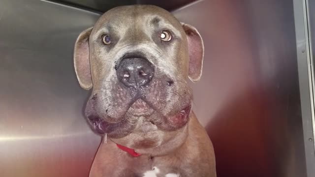 12 Animal Heroes That Saved People's Lives