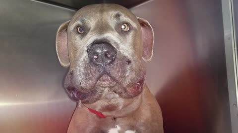 12 Animal Heroes That Saved People's Lives