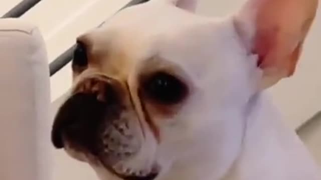 Rumble / Dogs & Puppies