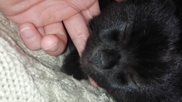 The blackest cat on the planet Britonš®
