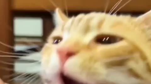 TRY NOT TO LAUGH 😆 Best Funny Videos Compilation 😂😁😆