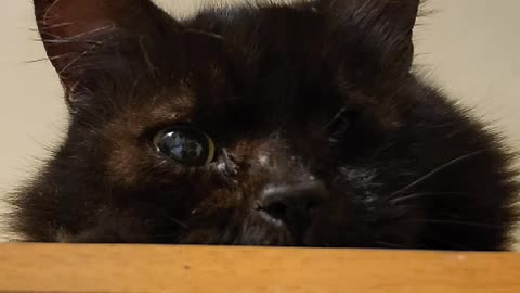 annoied cat