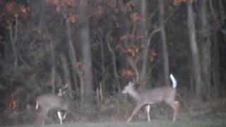 Deer Outside my Kitchen Window