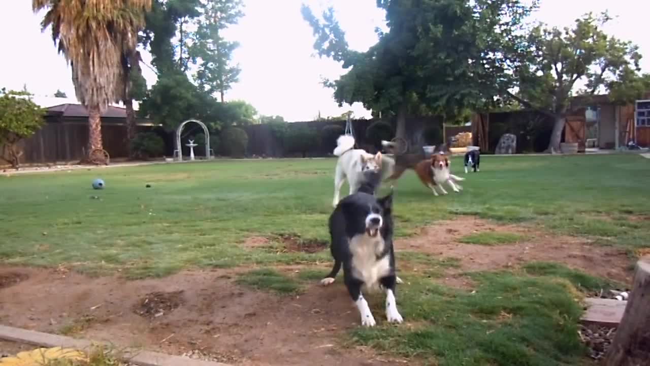 Dogs playing outside. GUARANTEED to make you smile. 7-7-2011