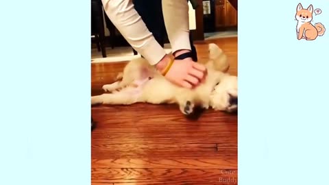 Animals cute funny moments 😍😂.