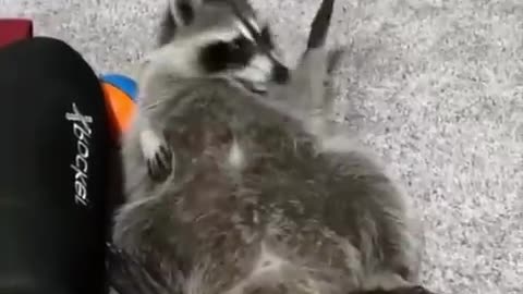 Funny cracker prank dog