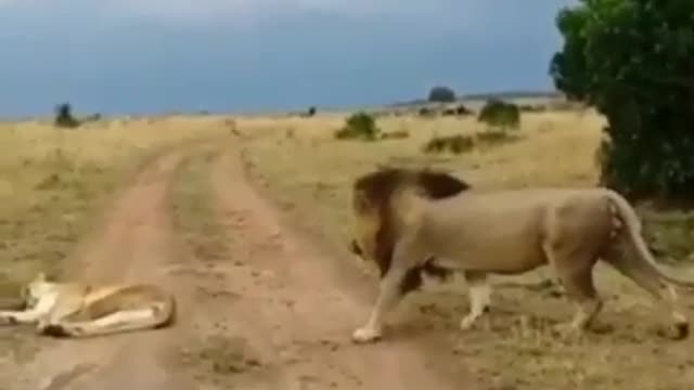 When a lion jokes with a lioness