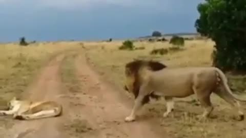 When a lion jokes with a lioness