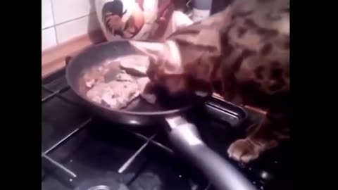 Funny and Cute Animals Compilation: Laughs and Cuteness Overload! Part 2