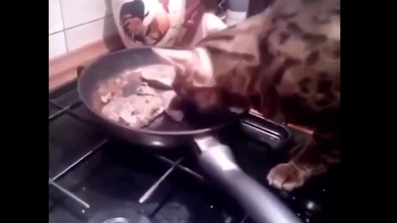 Funny and Cute Animals Compilation: Laughs and Cuteness Overload! Part 2