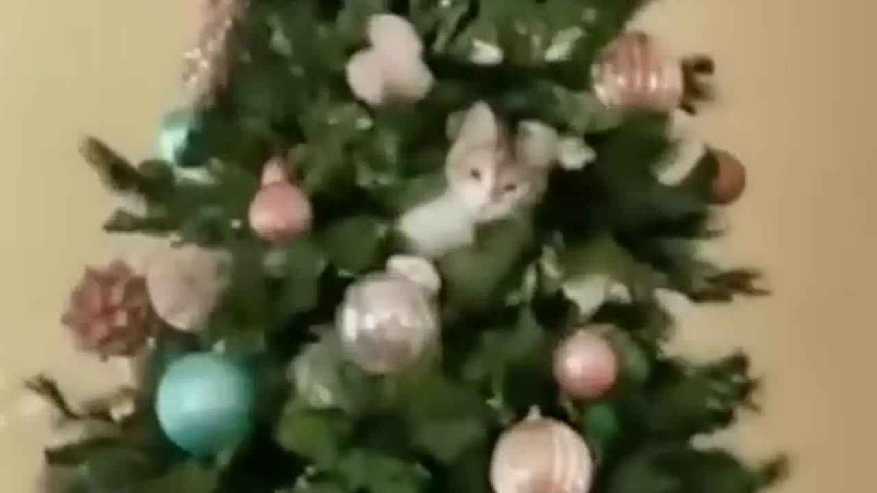 Funny Animals Video Part #24