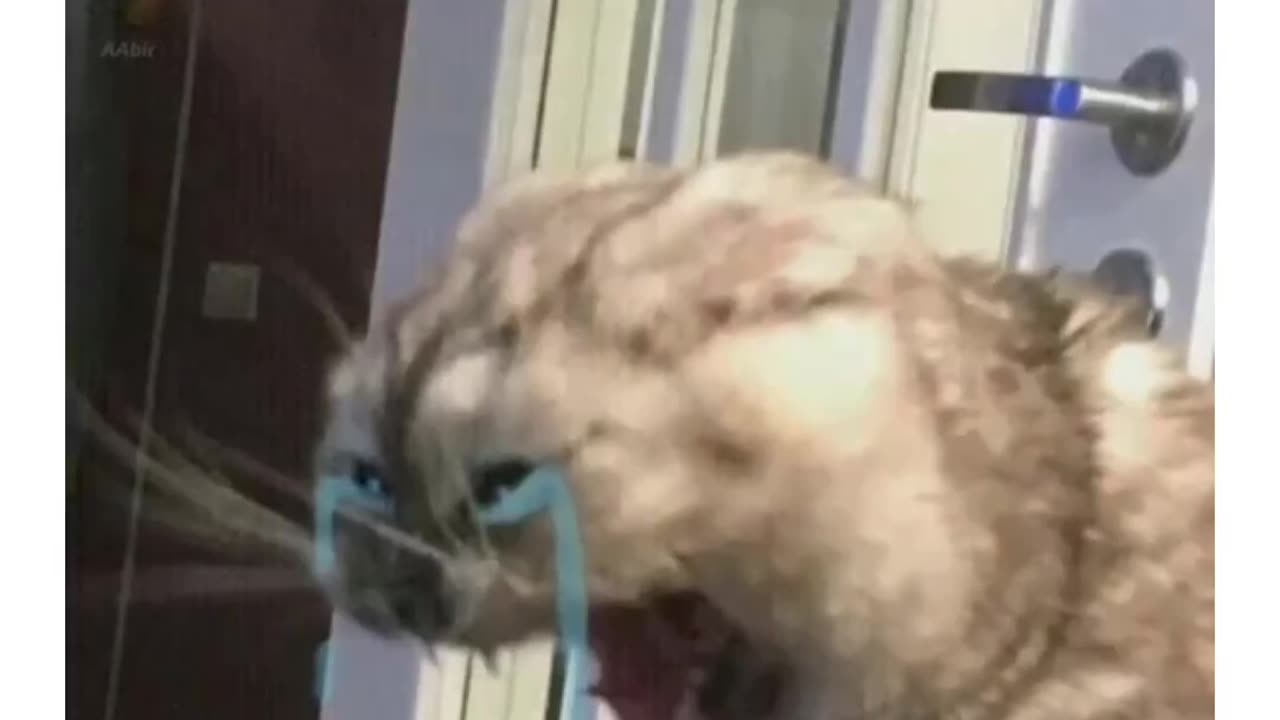 Funny Video