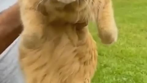 funny cats 😂