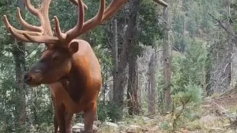 Eighteen horned deer see for the first time #shorts #viral #shortsvideo #video