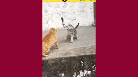 Funny Cat Fight