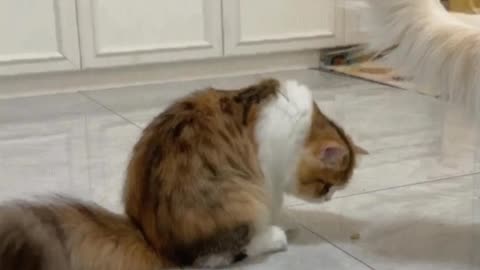 Tricolor cats are truly born graffiti artists
