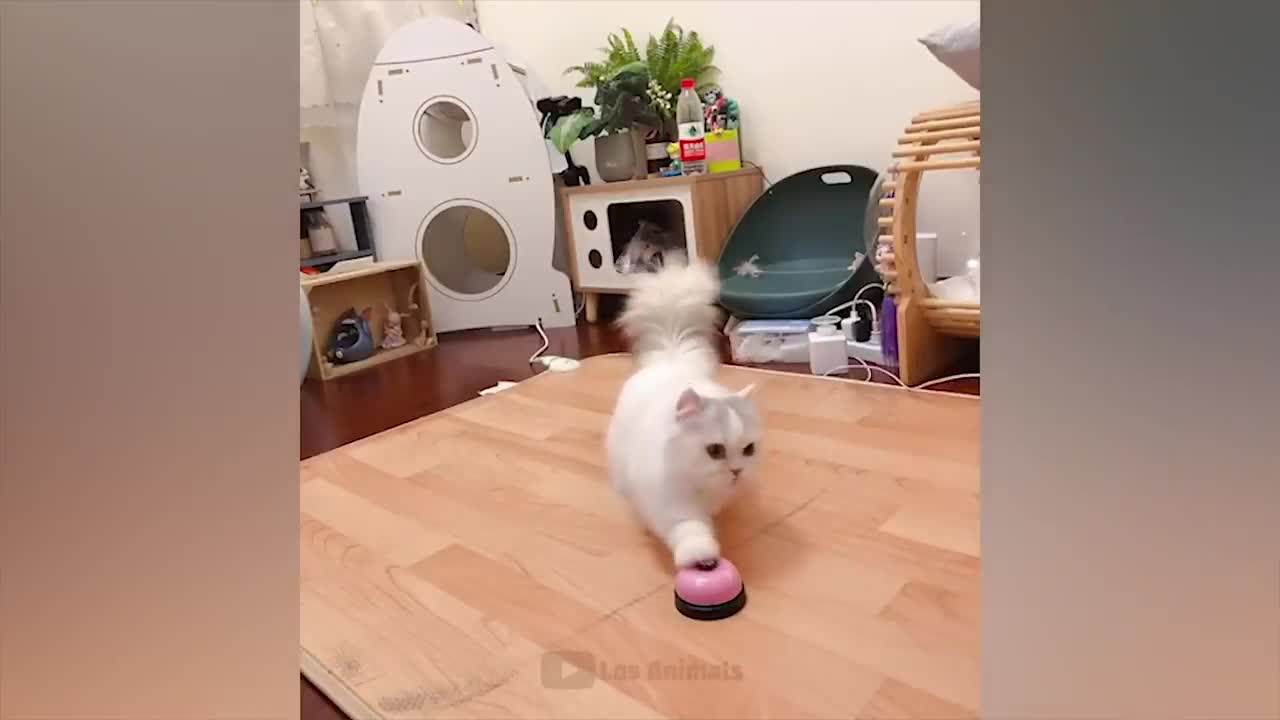 The funniest animals--Fun with cats and dogs