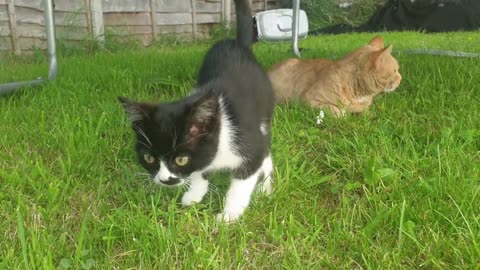 Meet at my little kitties
